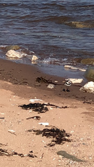 Charadrius hiaticula