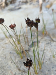 Juncus castaneus