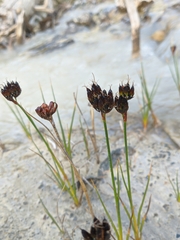 Juncus castaneus