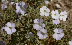 Jamesbrittenia ramosissima