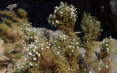 Jamesbrittenia ramosissima