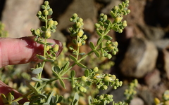 Tetraena prismatocarpa