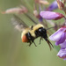 photo of Golden Northern Bumble Bee (Bombus fervidus)