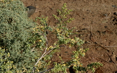 Tetraena prismatocarpa