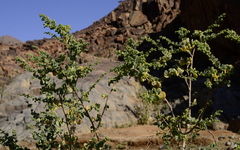 Tetraena prismatocarpa