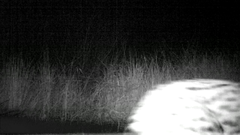 Leptailurus serval serval