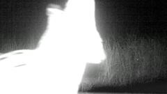 Leptailurus serval serval