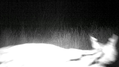 Leptailurus serval serval