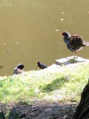 Gallinula chloropus