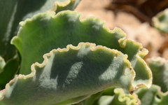 Mesembryanthemum barklyi