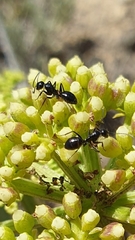 Camponotus foreli