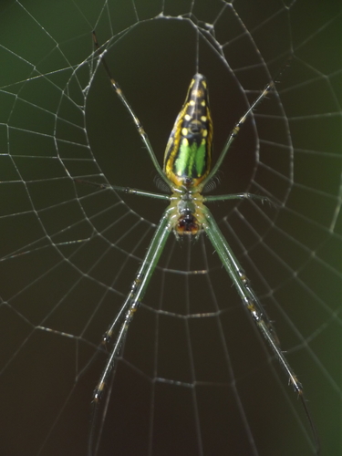 Decorative Vleispider