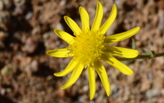Dimorphotheca polyptera