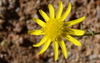 Marguerite - Photo (c) Vera Frith, some rights reserved (CC BY-NC), uploaded by Vera Frith