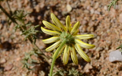 Dimorphotheca polyptera