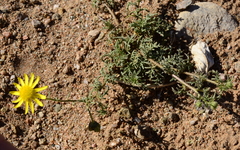 Dimorphotheca polyptera