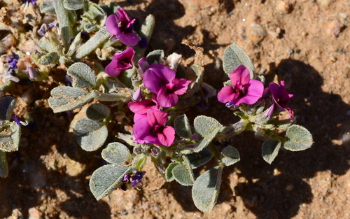 Indigastrum argyroides