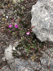 Indigofera mundiana