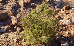 Portulacaria fruticulosa