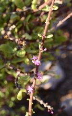Portulacaria fruticulosa