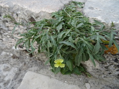 Diplotaxis tenuifolia