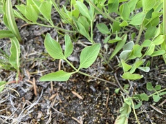 Tauschia stricklandii