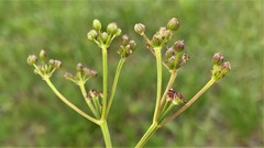 Tauschia stricklandii