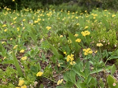Tauschia stricklandii