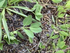 Tauschia stricklandii