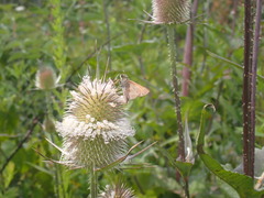 Poanes viator