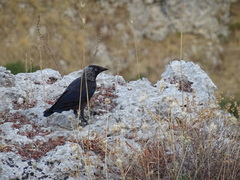 Corvus monedula