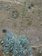 Agave americana