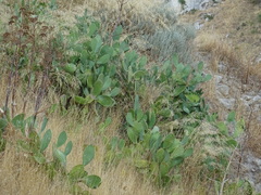 Opuntia ficus-indica