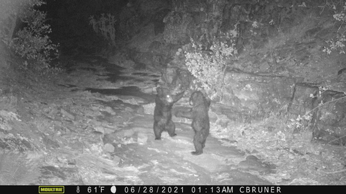 American Black Bear photographed in Arizona