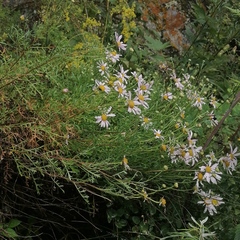 Chrysanthemum sinuatum
