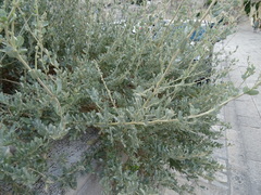 Atriplex