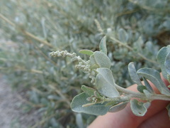 Atriplex