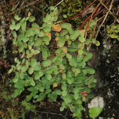 Euphorbia alpina