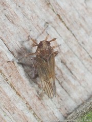 Pareuidella