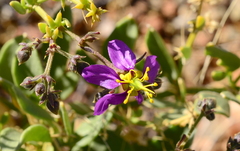 Fagonia capensis