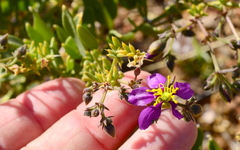 Fagonia capensis