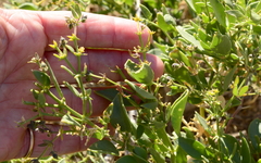 Fagonia capensis
