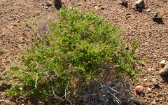 Fagonia capensis
