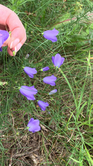 Campanula rotundifolia