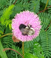 Bombus impatiens image