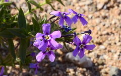 Jamesbrittenia fruticosa