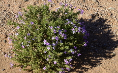 Jamesbrittenia fruticosa