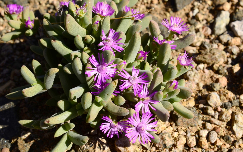 Antimima compressa