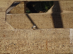 Megaceryle torquata