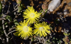 Mitrophyllum dissitum